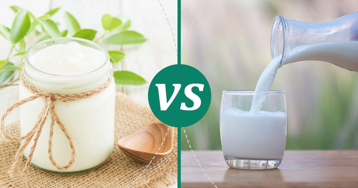 Whole Milk vs Plain Yogurt Nutrition Comparison