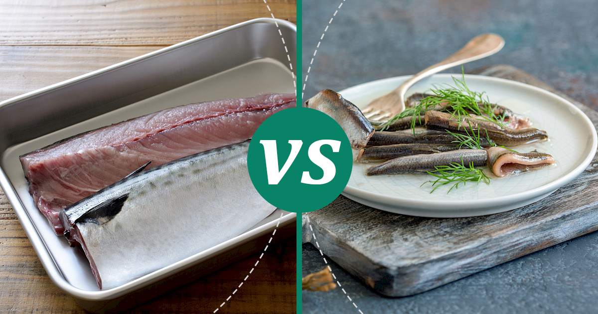 Anchovy vs Mackerel The Healthier Choice