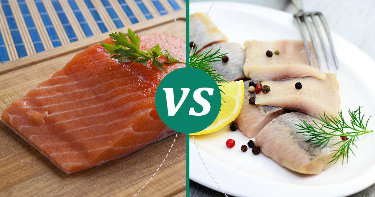 Herring vs Salmon Choose Wisely