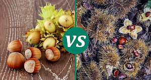 Chestnuts - calories, kcal, weight, nutrition