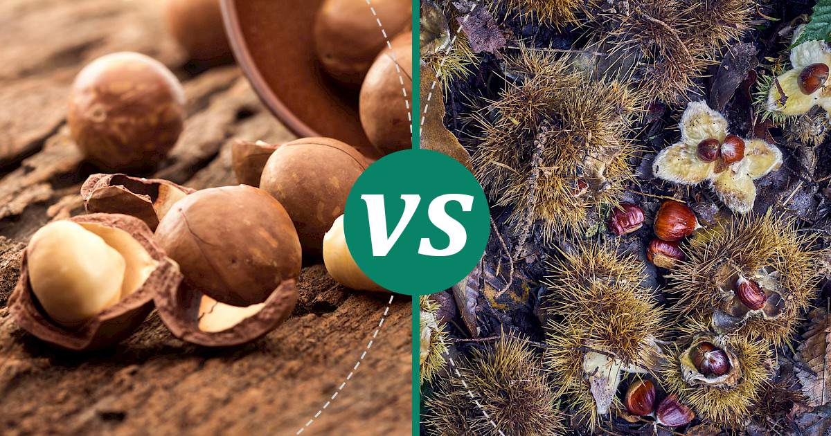 Chestnuts vs Macadamia Nuts Nutrition Showdown