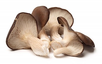 Oyster mushrooms - calories, nutrition, weight