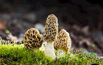 Morel mushrooms - calories, nutrition, weight