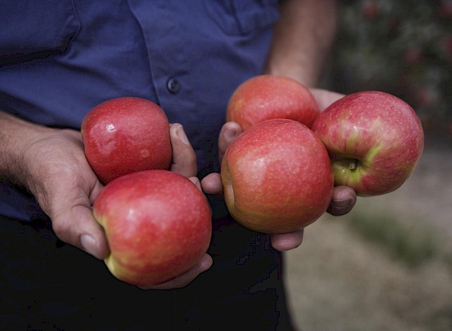 Pink lady apples