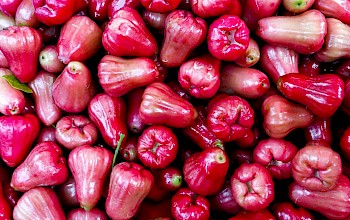 Rose apple - calories, nutrition, weight