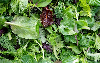 Salad greens - calories, nutrition, weight