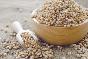 Barley - calories, kcal, weight, nutrition