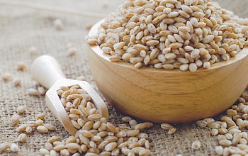 Barley - calories, nutrition, weight