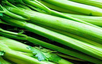 Celery stalk - calories, nutrition, weight