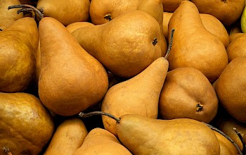 Bosc pear - calories, nutrition, weight