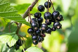Blackcurrant - calories, kcal, weight, nutrition