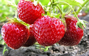 Strawberries - calories, nutrition, weight