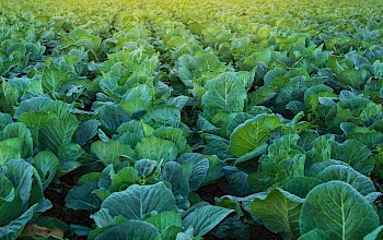 fodder cabbage vs lettuce