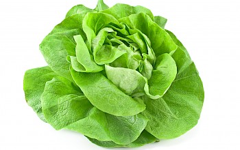 lettuce vs okra
