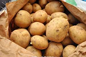 Potato - calories, kcal, weight, nutrition