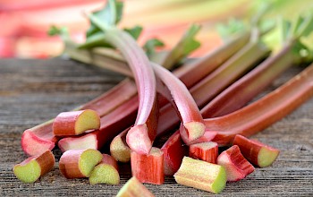 rhubarb vs burdock