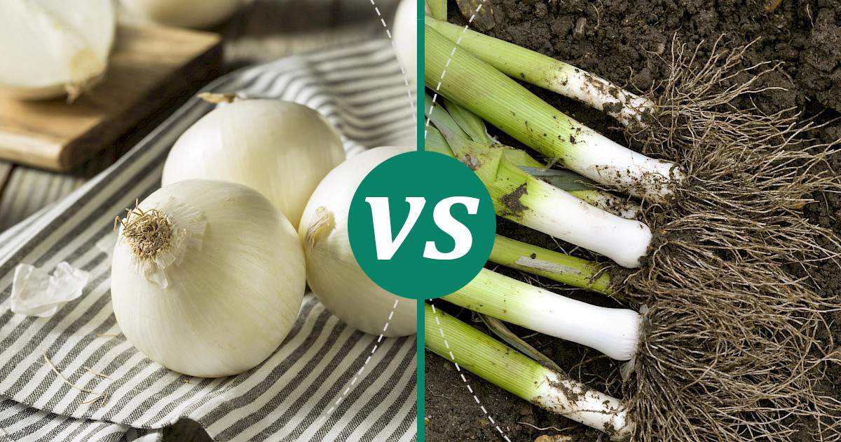 Leek vs White Onions Nutrition Showdown
