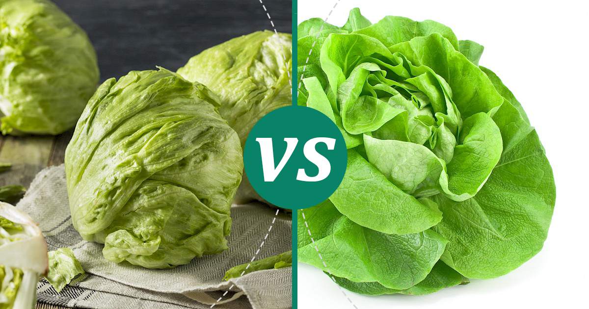 Lettuce vs Iceberg Lettuce Nutrition Comparison