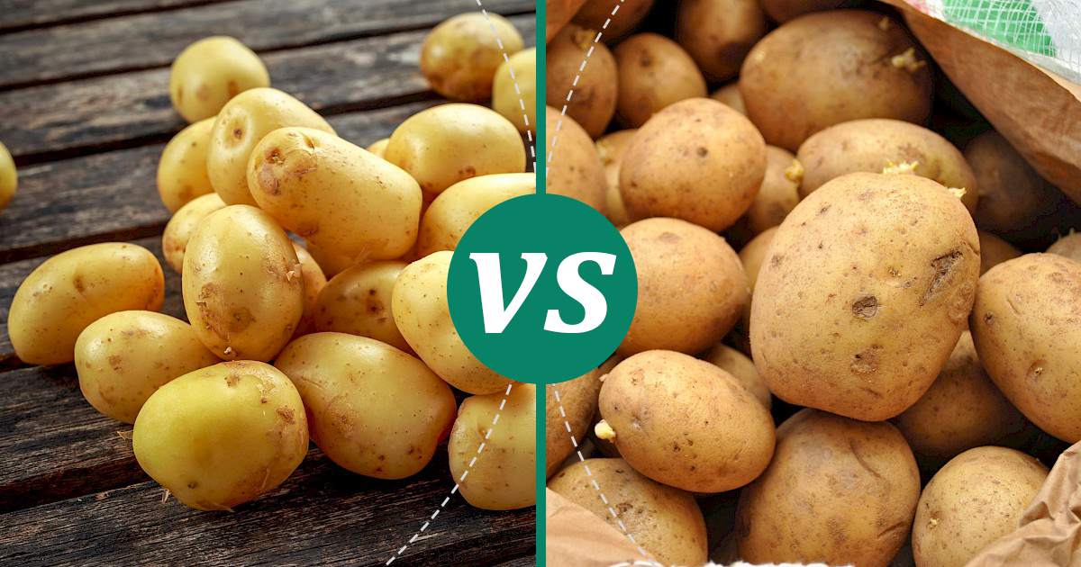 Potato vs Baby Potatoes Nutrition Guide