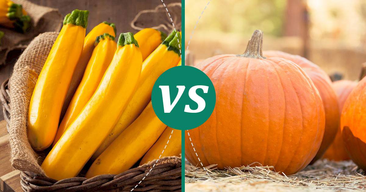 Pumpkin vs Yellow Squash What Should You Choose?