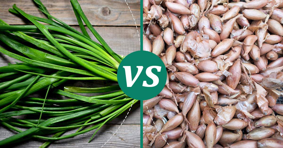 Shallot vs Green Onions What Should You Choose?