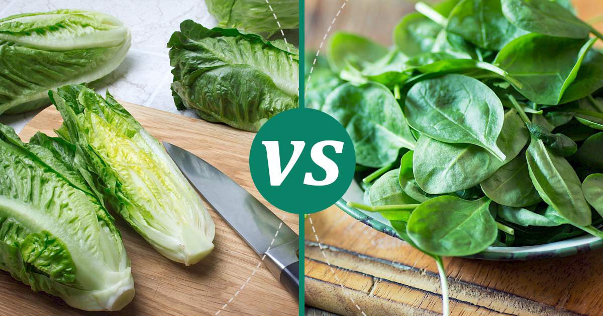 Spinach vs Romaine Lettuce Make Healthy Choices