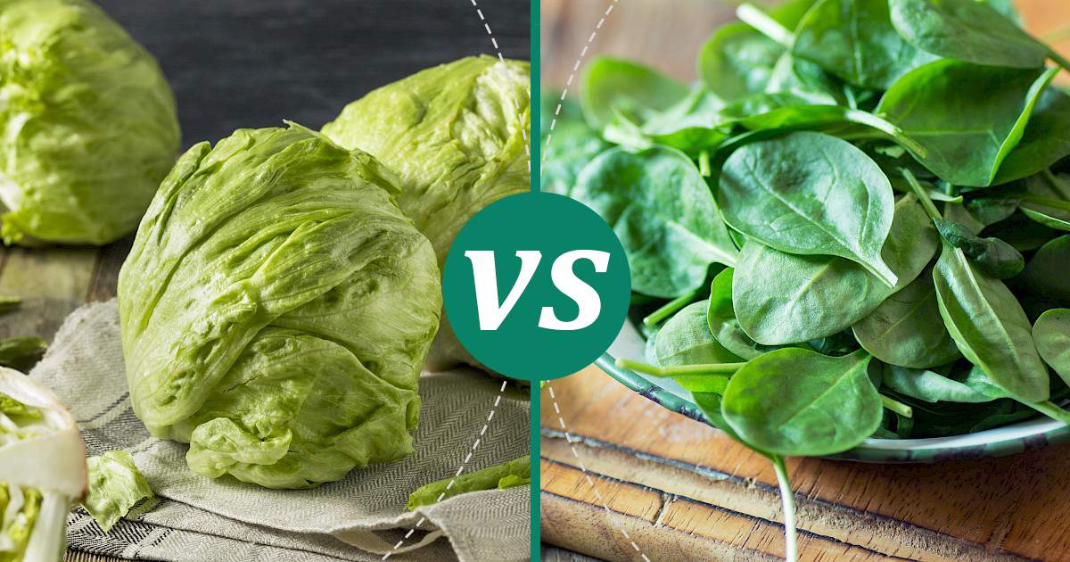 Spinach vs Iceberg Lettuce Choose Wisely