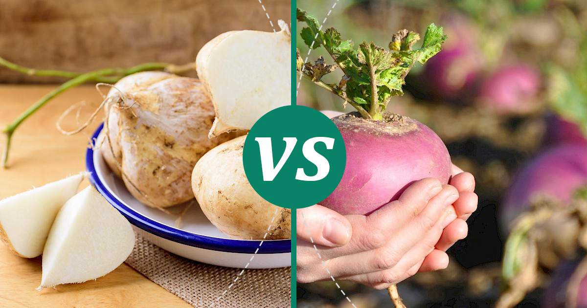 Turnip vs Jicama The Healthier Choice