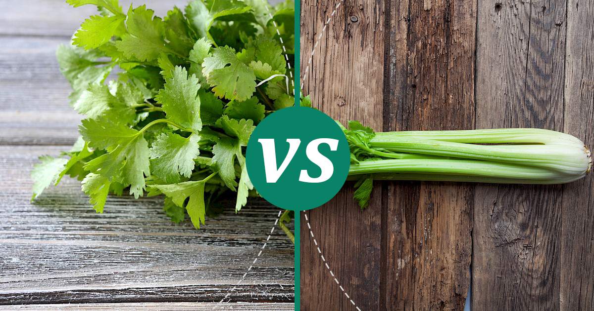 Celery vs Cilantro Nutrition Showdown