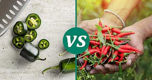 Hot chili peppers - calories, kcal, weight, nutrition