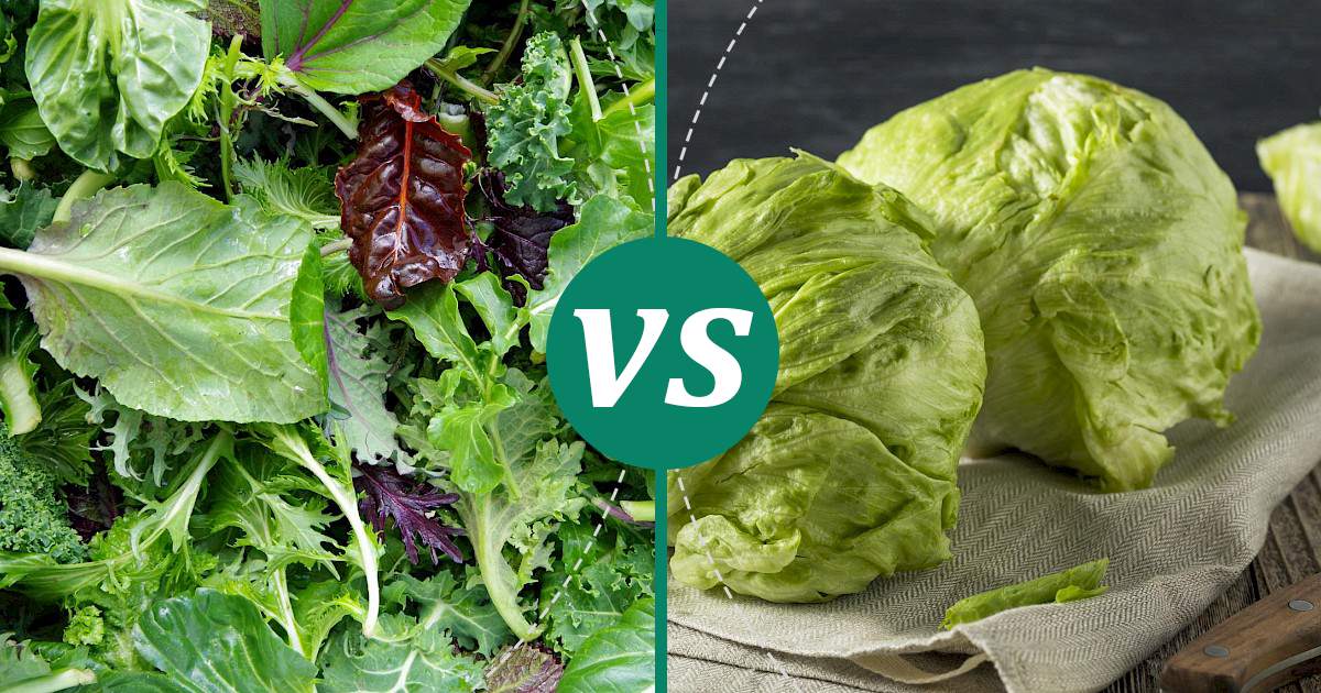 Iceberg Lettuce vs Salad Greens Health Insights