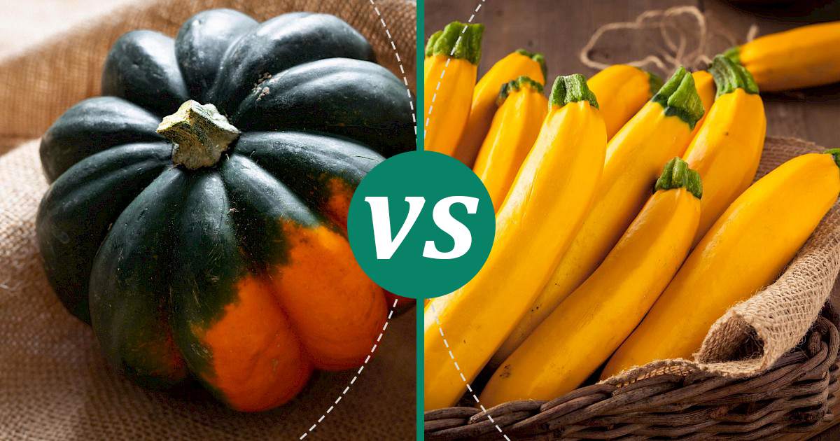 Yellow Squash vs Acorn Squash The Healthier Choice
