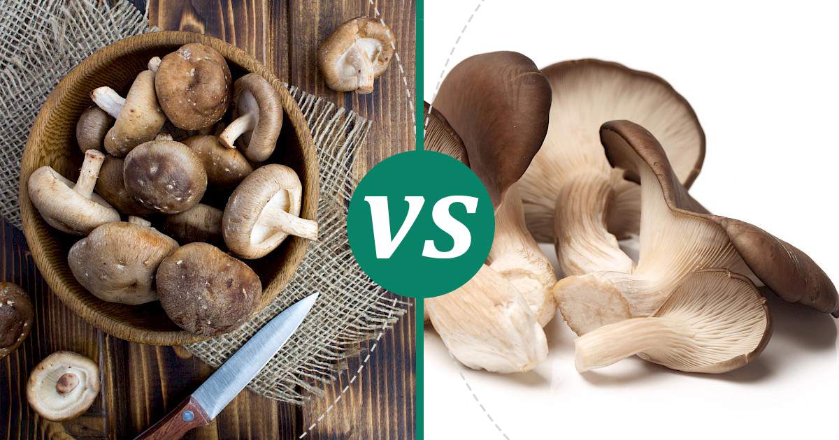 Oyster Mushrooms vs Shiitake Mushrooms Nutrition Guide