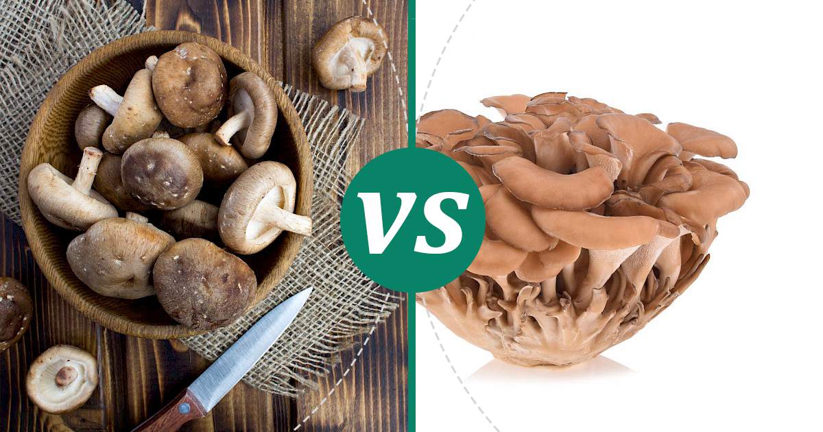 Maitake Mushrooms vs Shiitake Mushrooms What Should You Choose?