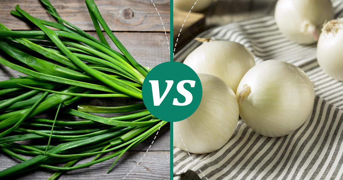 White Onion vs Green Onions The Healthier Choice