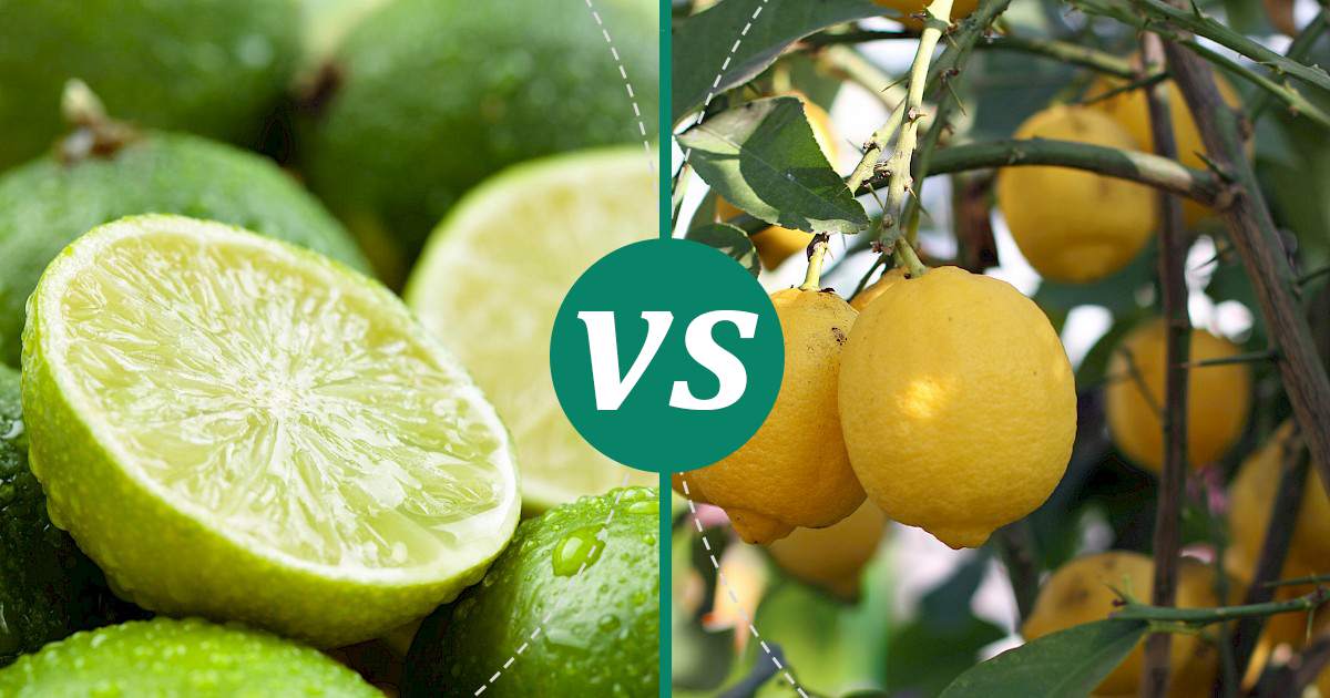 Lemon vs Lime Make Healthy Choices