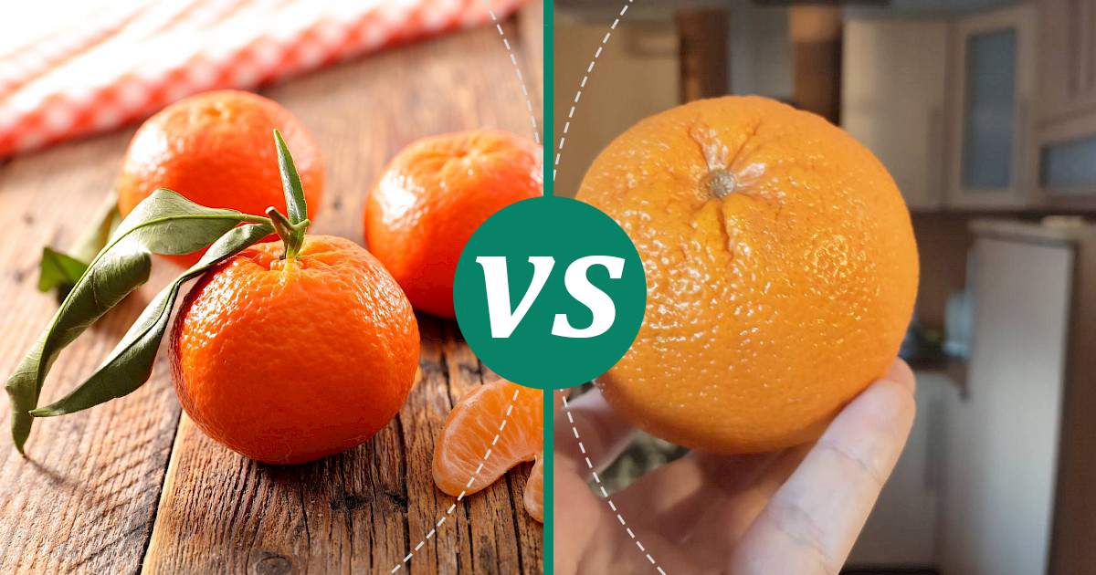 Orange vs Clementine The Healthier Choice
