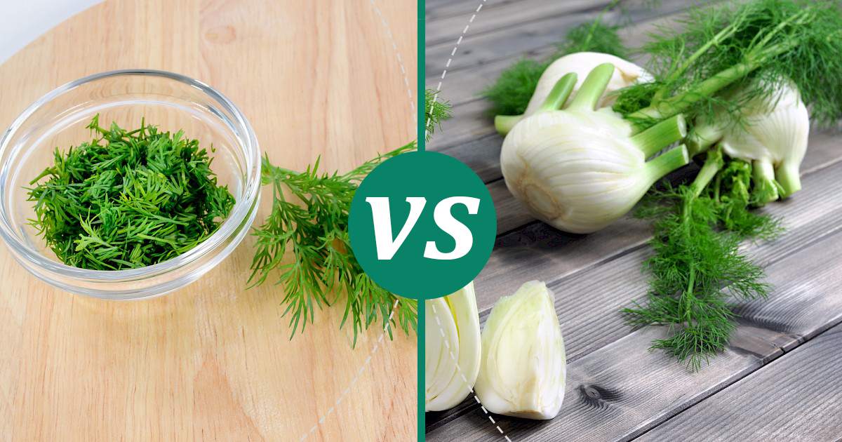 Fennel vs Dill Health Insights