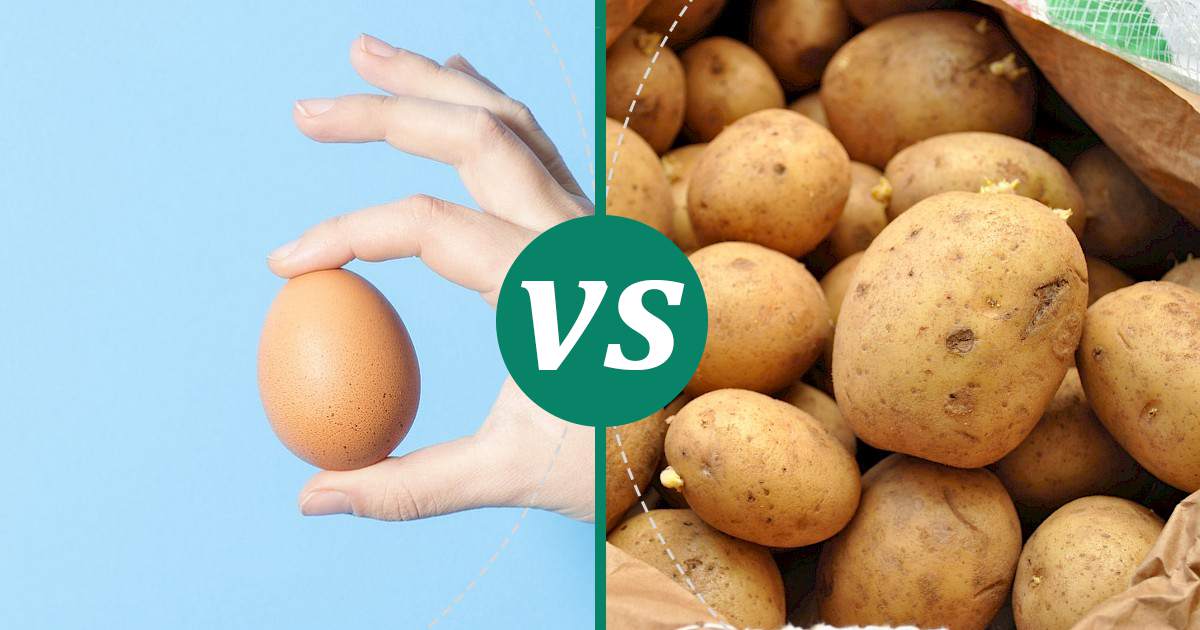 Potato vs Egg Choose Wisely