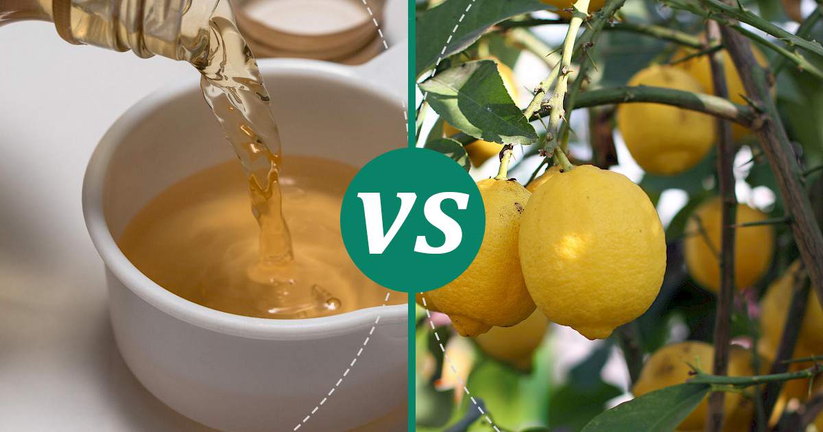 Lemon vs Vinegar Nutrition Showdown