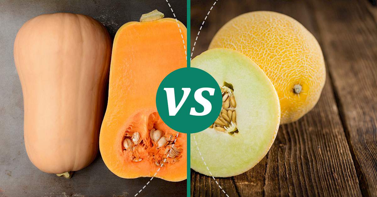 Melon vs Butternut Squash What Should You Choose?