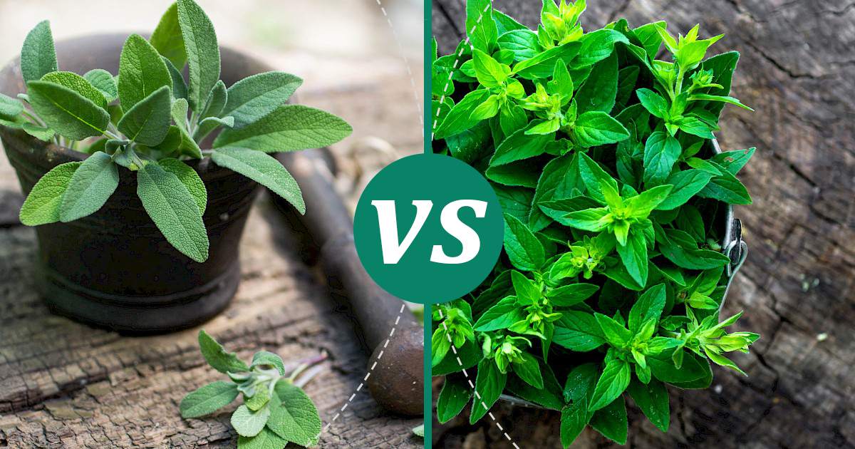 Marjoram vs Sage Make Healthy Choices