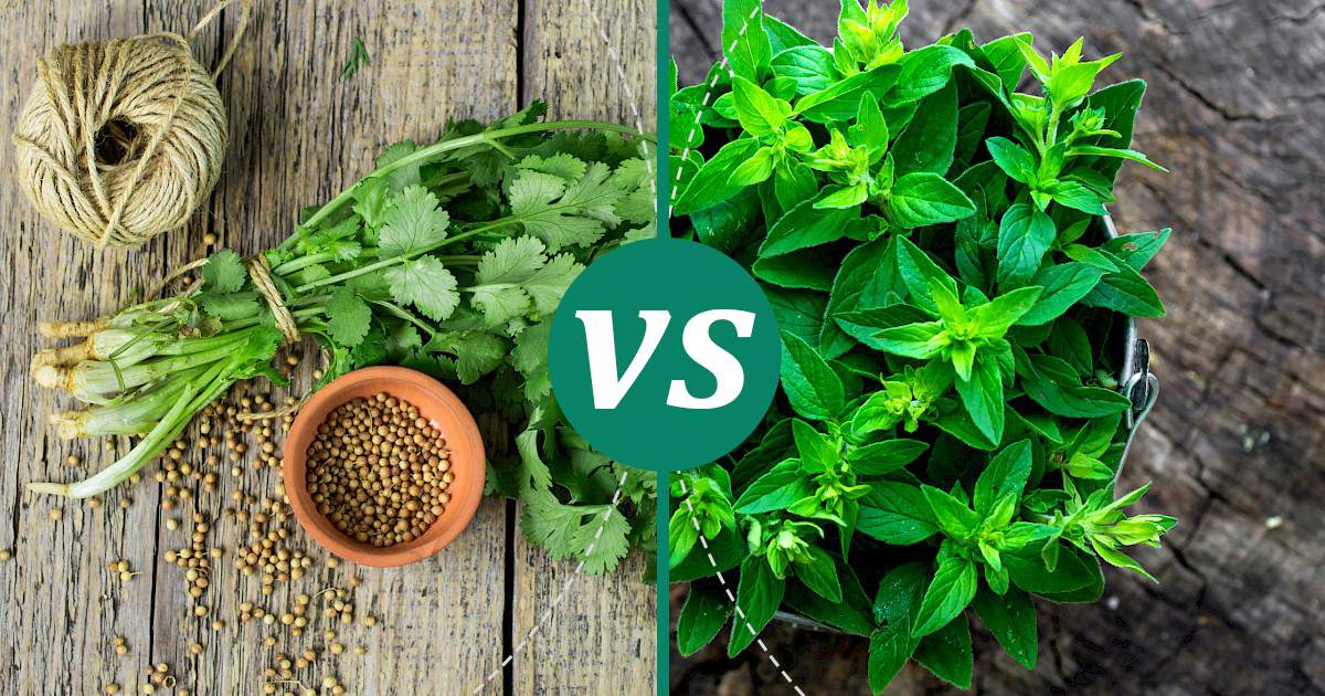 Marjoram vs Coriander What Should You Choose?