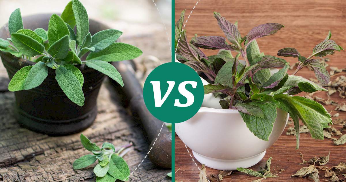 Mint vs Sage Nutrition Comparison