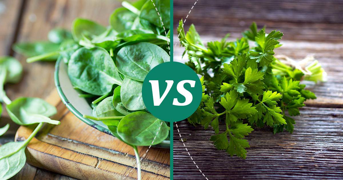 Parsley vs Spinach Nutrition Showdown