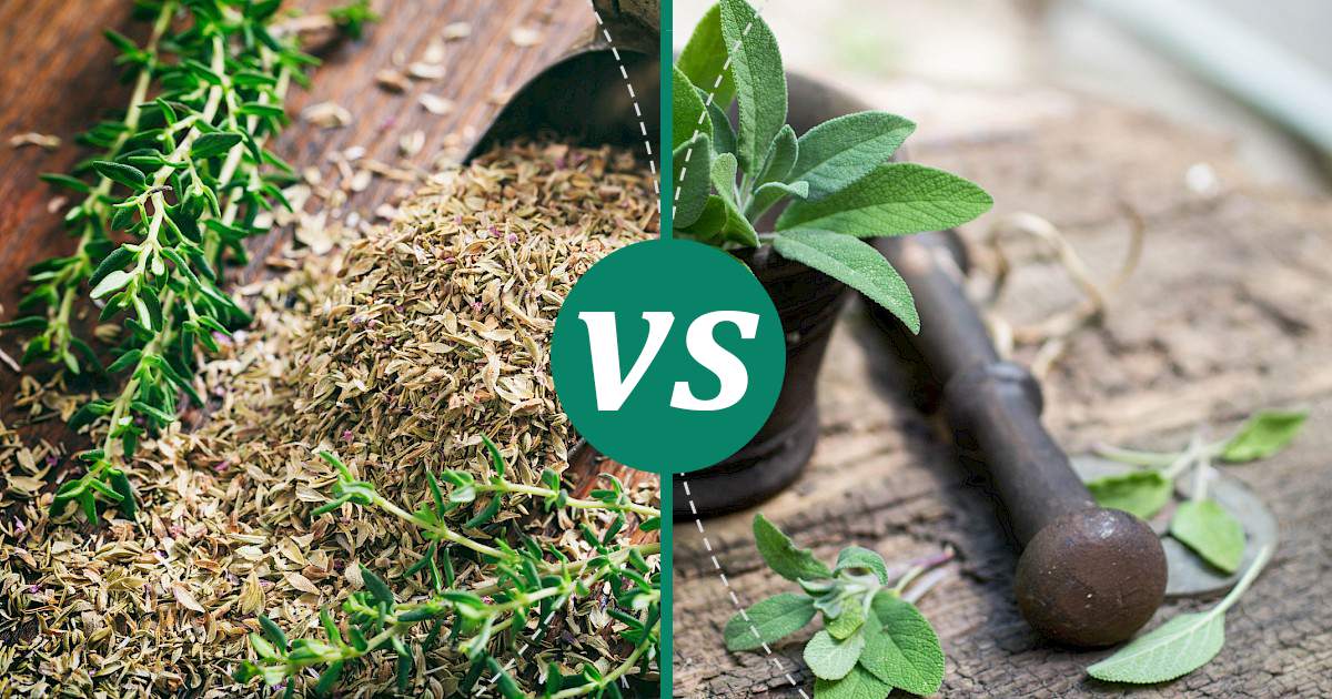 Sage vs Thyme Health Insights