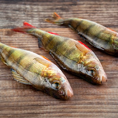 Perch Vs Tilapia Fillet Meat 2 Facts You Must Know