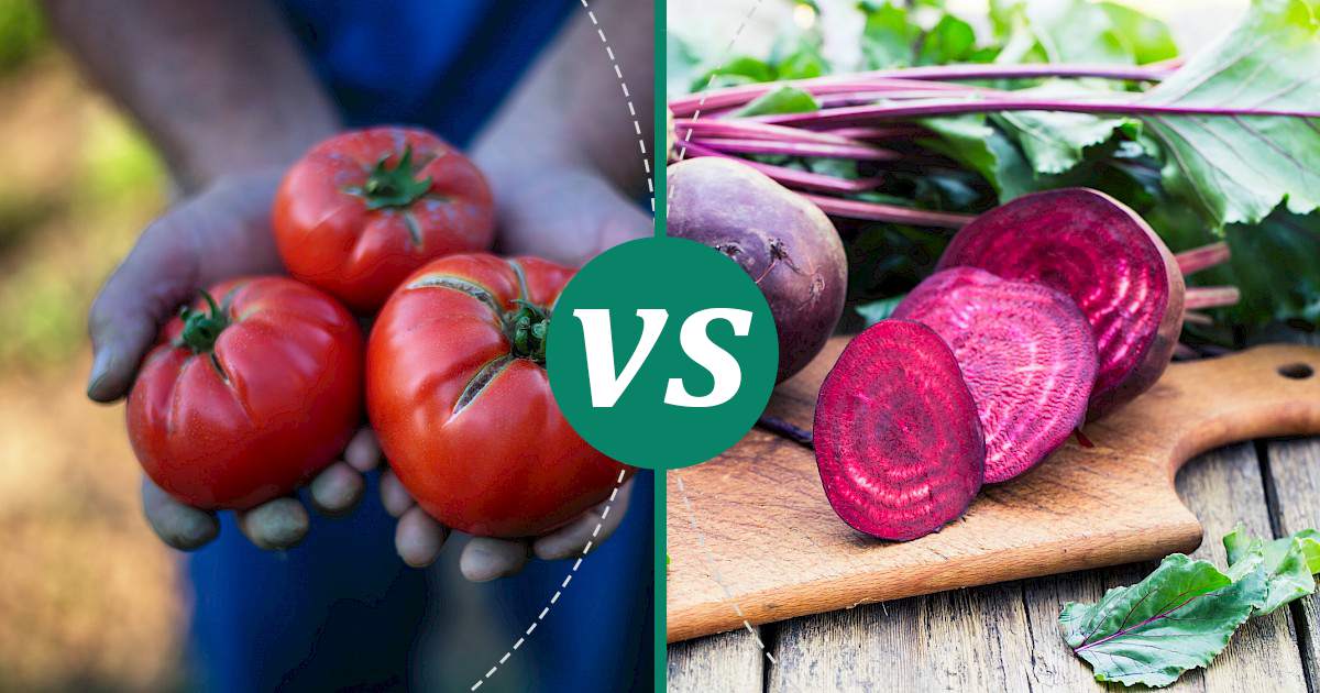 Beetroot vs Tomato Nutrition Guide