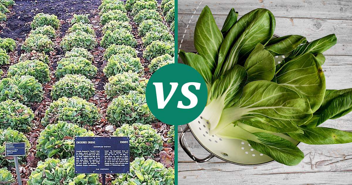 Bok Choy vs Endive Nutrition Guide