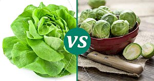 Brussels sprouts - calories, kcal, weight, nutrition